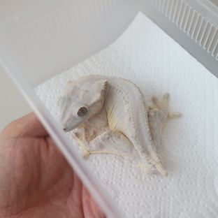 릴잔틱