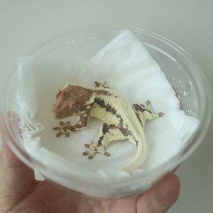 프라푸치노