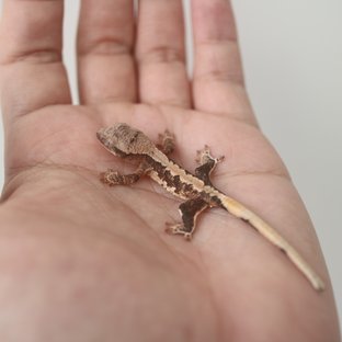 릴리100%헷아잔틱