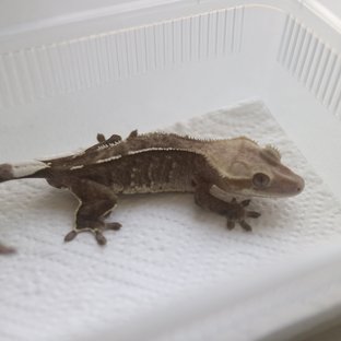 Axanthic