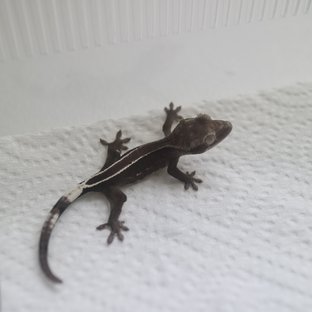 Axanthic