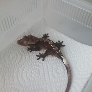 아잔틱