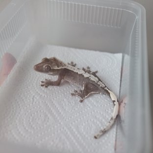 Axanthic