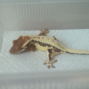 프라푸치노