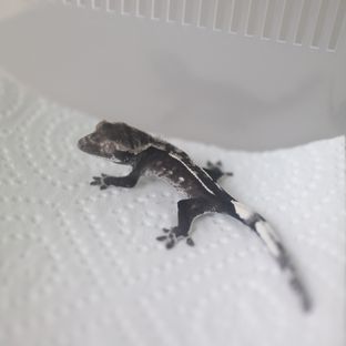아잔틱