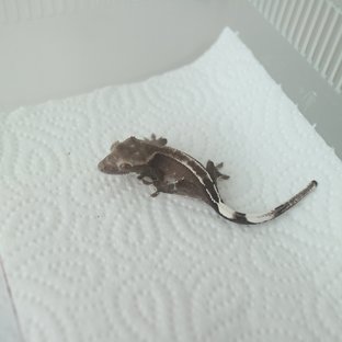 Axanthic
