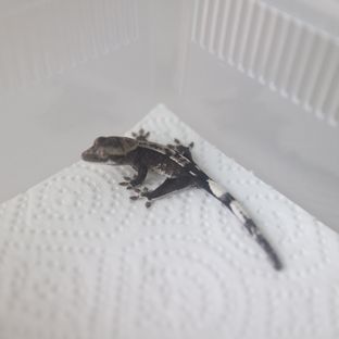 아잔틱