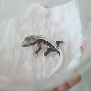 치우2