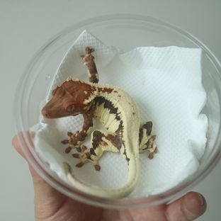 프라푸치노