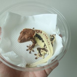 프라푸치노
