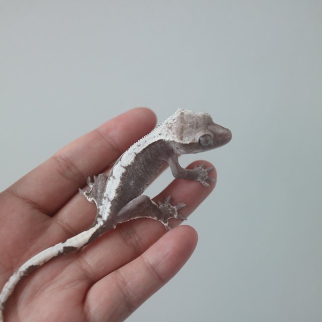 Axanthic