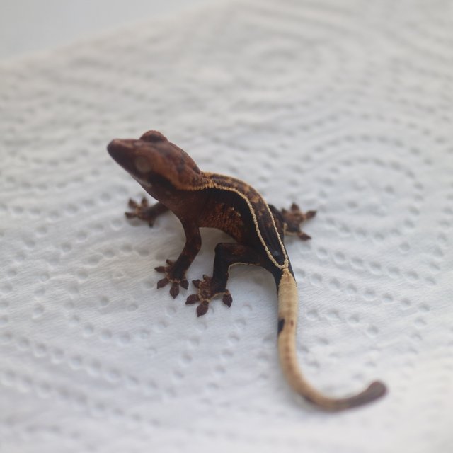 100% Het Axanthic