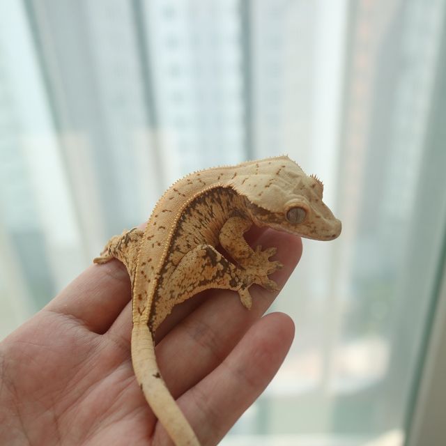 노멀
