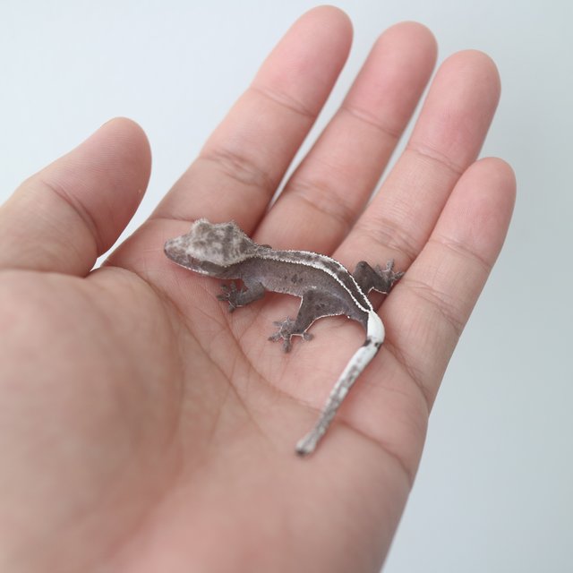 Axanthic