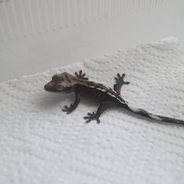 Axanthic