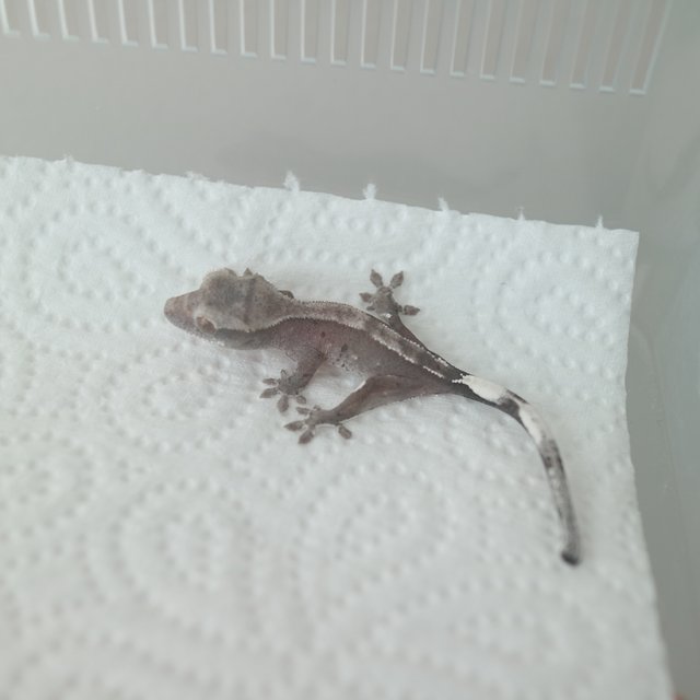 Axanthic