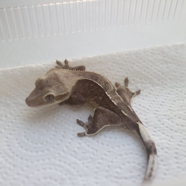 Axanthic