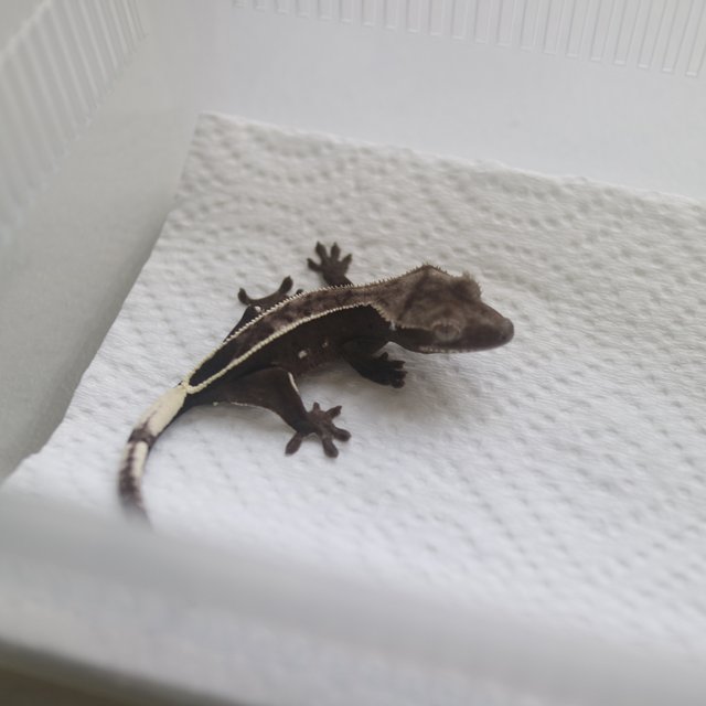 Axanthic