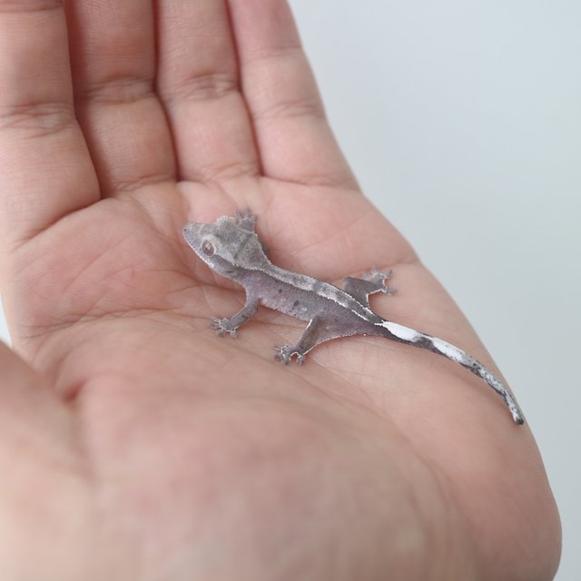 Axanthic