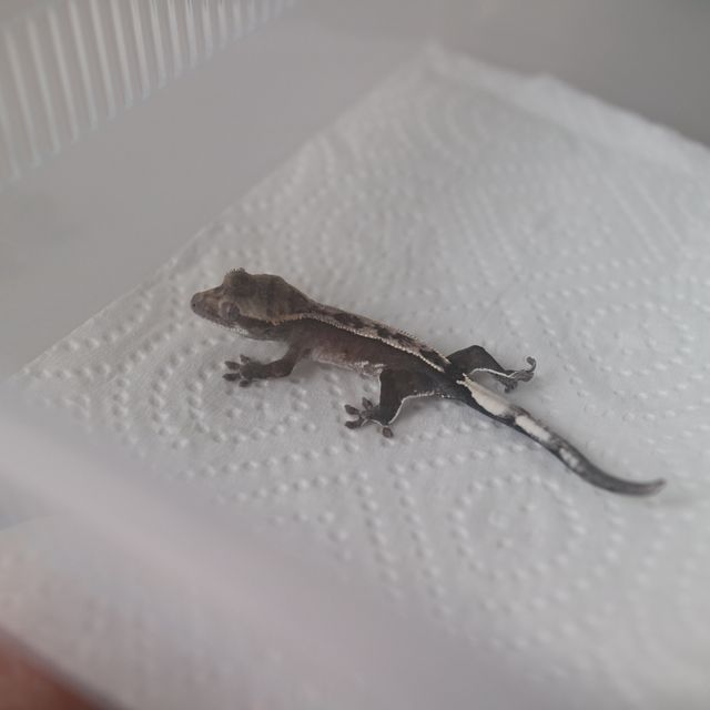 아잔틱