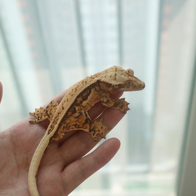 노멀