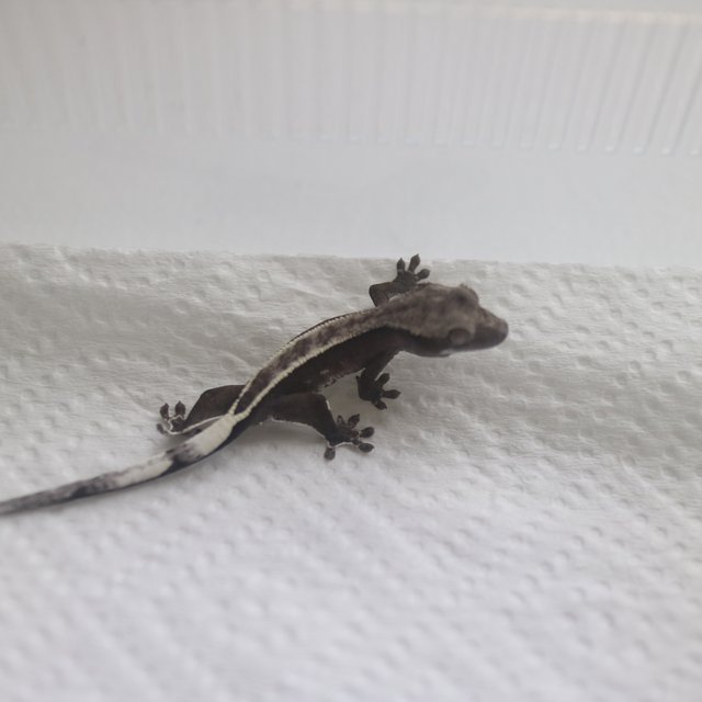 Axanthic
