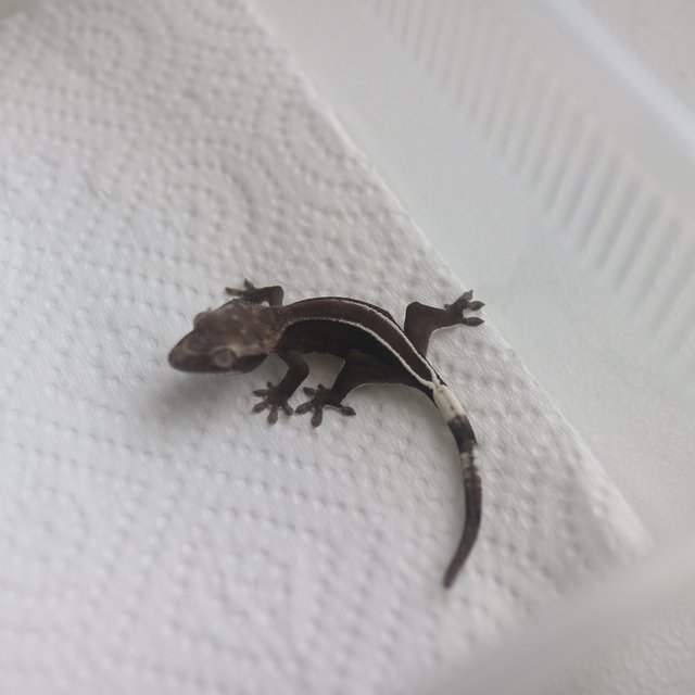 Axanthic