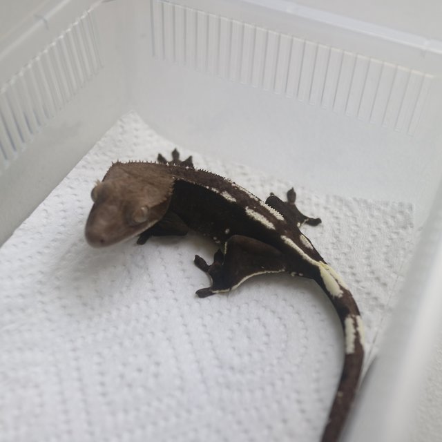Axanthic