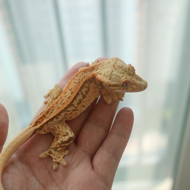 노멀
