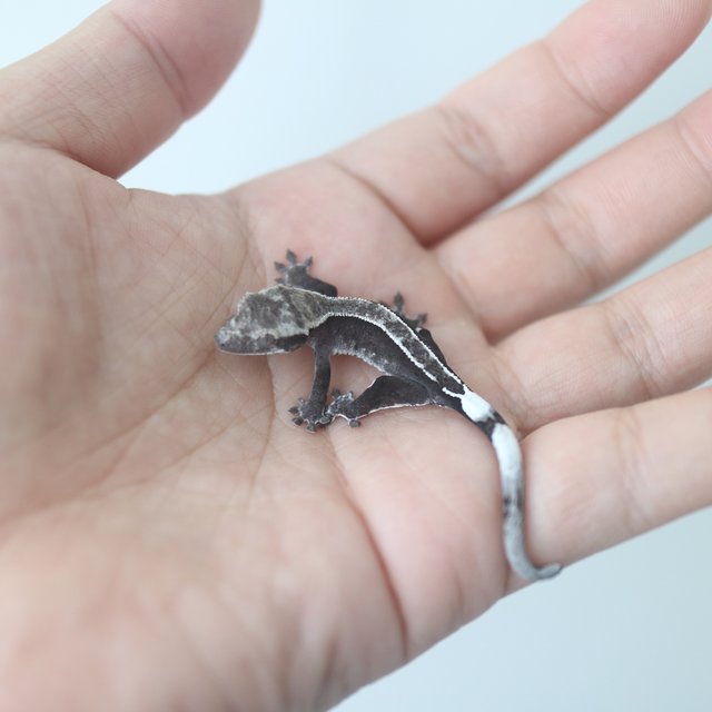 Axanthic