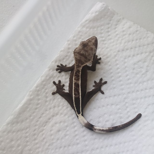 Axanthic