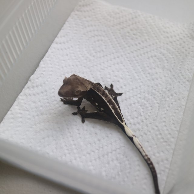 Axanthic