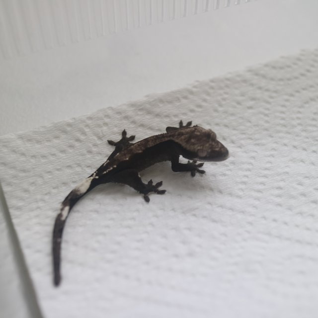 Axanthic