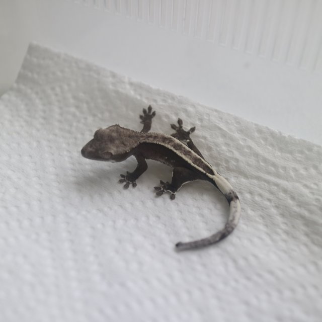 Axanthic