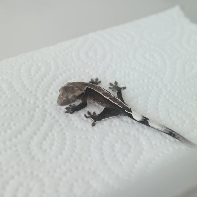 Axanthic