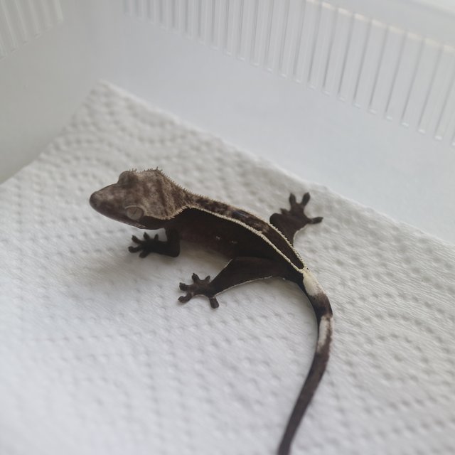 Axanthic