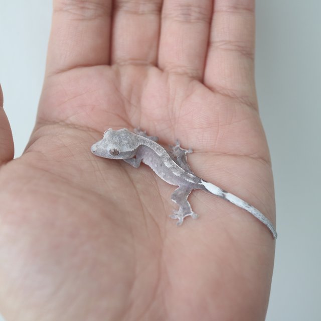 Axanthic