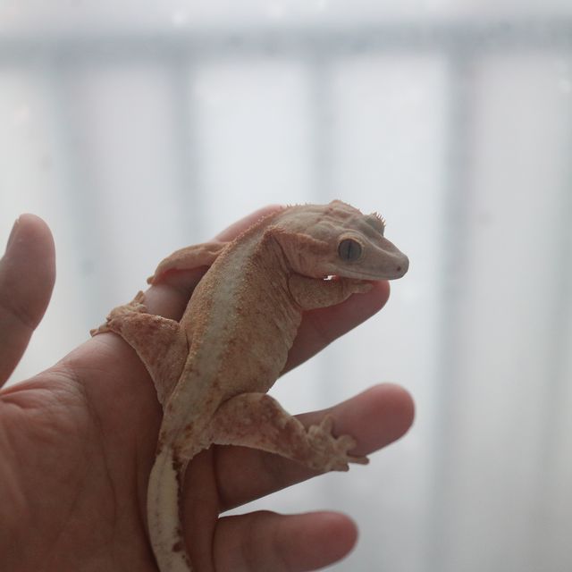 100%헷아잔틱