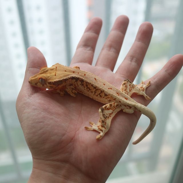 릴리화이트