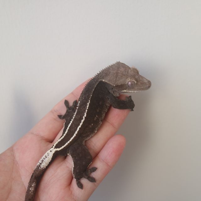 아잔틱