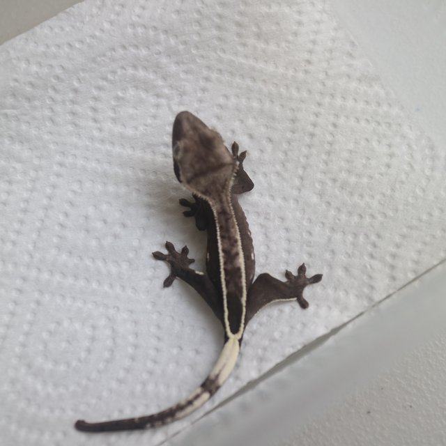 Axanthic