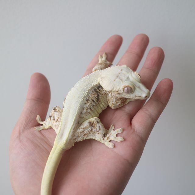 Lilly White