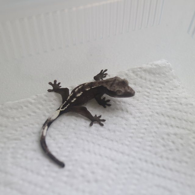 Axanthic