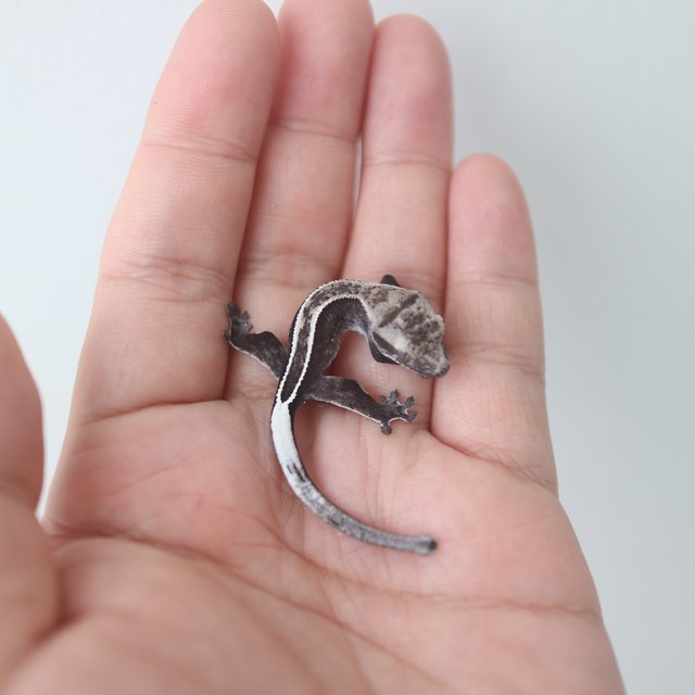 Axanthic