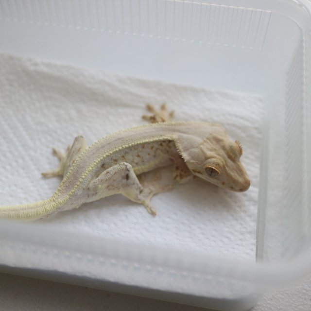 Lilly White