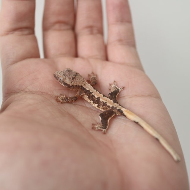 릴리100%헷아잔틱