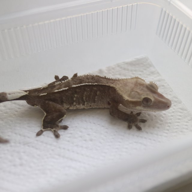Axanthic