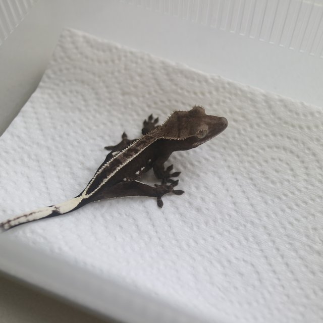 Axanthic
