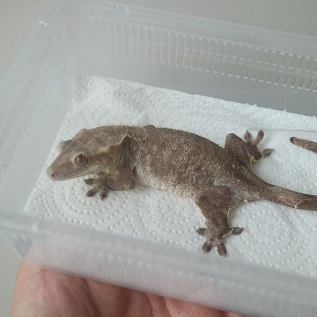 아잔틱