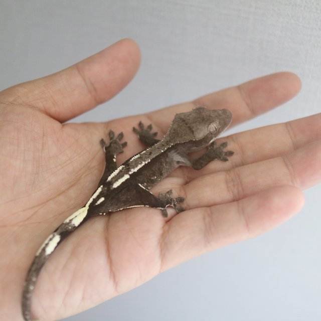 Axanthic